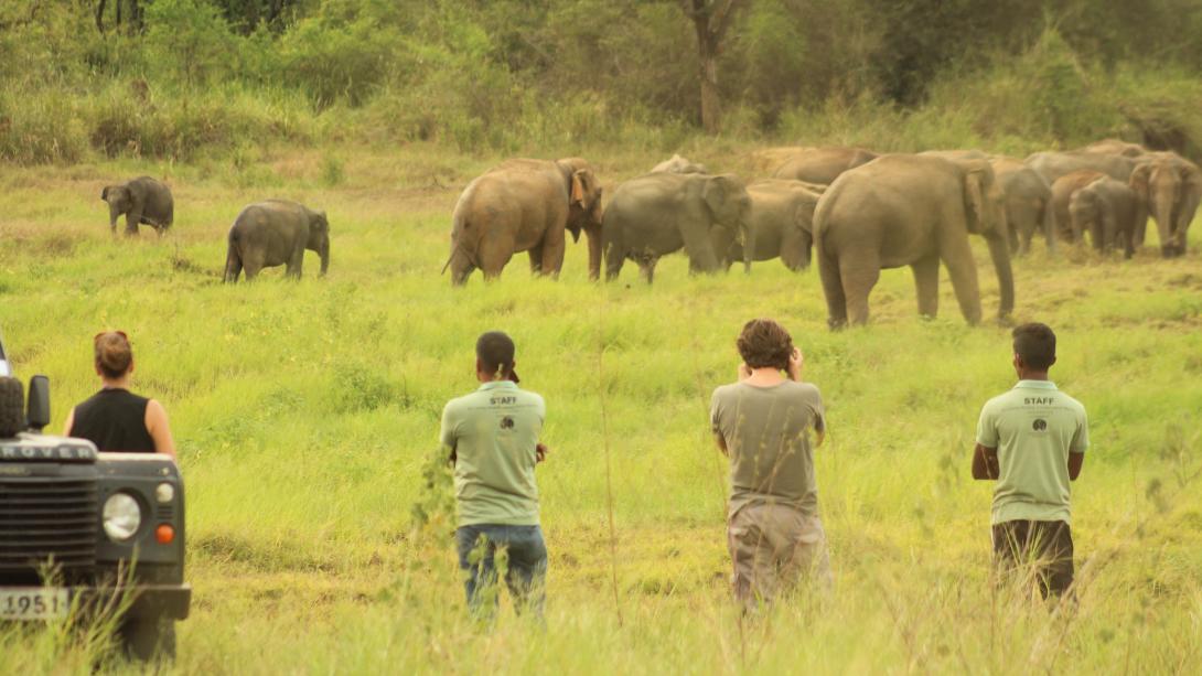 Conservation volunteers go into the field to monitor elephant populations. Volunteers observe elephants in their natural habitat in the national park, Sri Lanka.